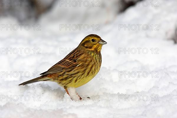 Yellowhammer