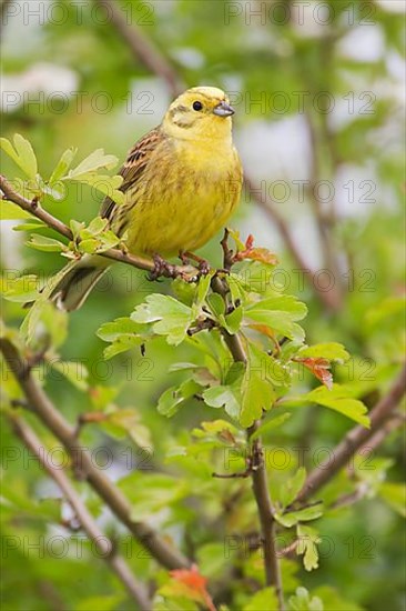 Yellowhammer