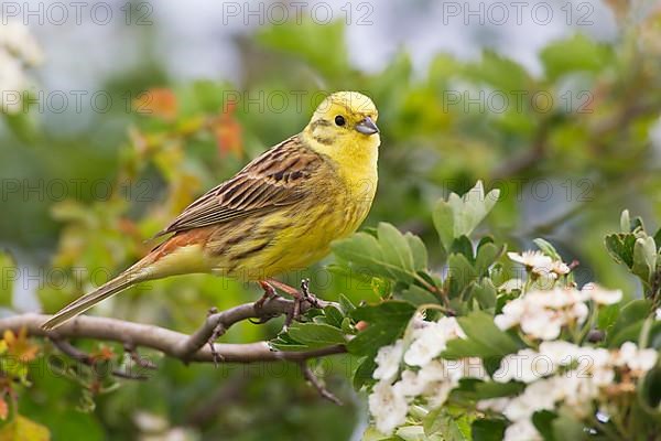 Yellowhammer