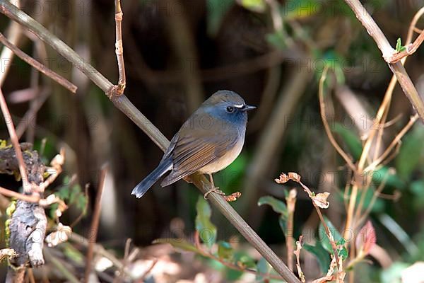 Cinnamon-throated Flycatcher