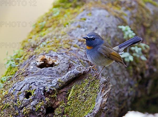 Red-breasted flycatcher