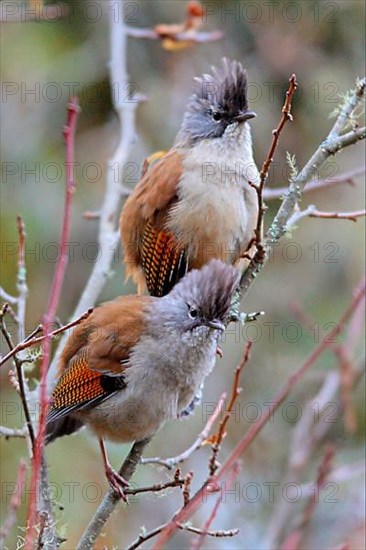 Streak-throated Barwing