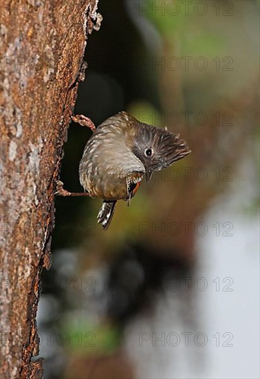 Stripe-headed sibia