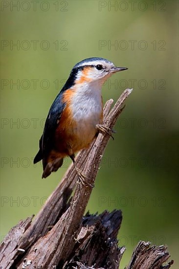 White-browed Nuthatch