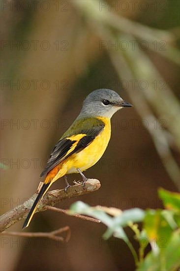 Grey-chinned Minivet