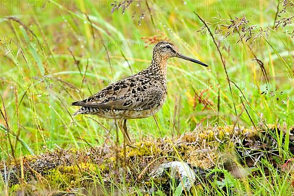 Adult wilson's snipe