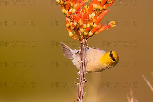 Verdin