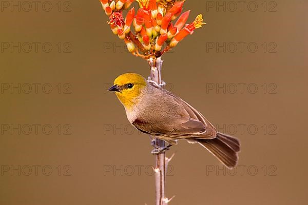 Verdin