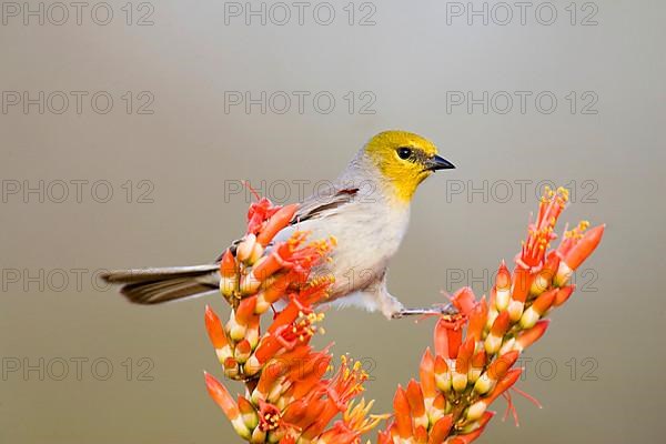 Verdin