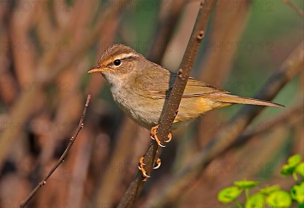 Radde's warbler