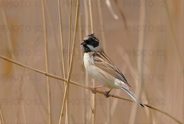 Pallas's Reed Bunting