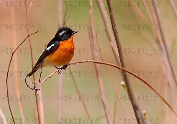 Mugimaki flycatcher
