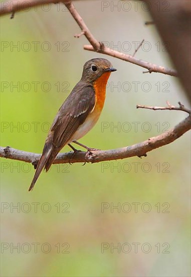 Mugimaki flycatcher