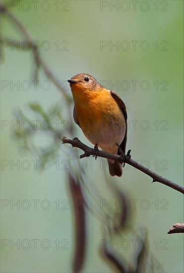 Mugimaki flycatcher
