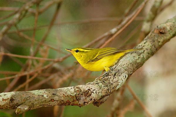 Hainan Leaf-warbler