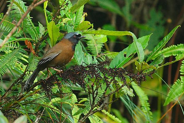 White-eared Jay