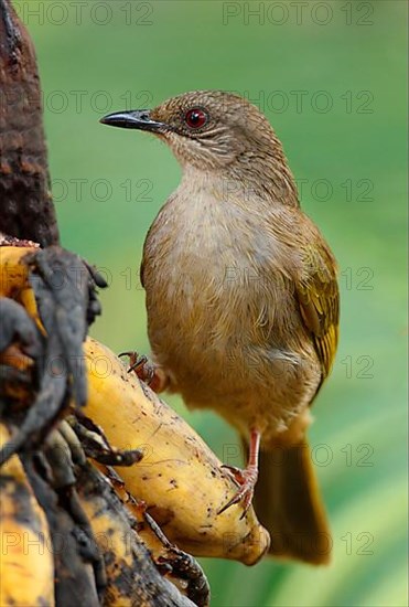 Adult olive-winged bulb