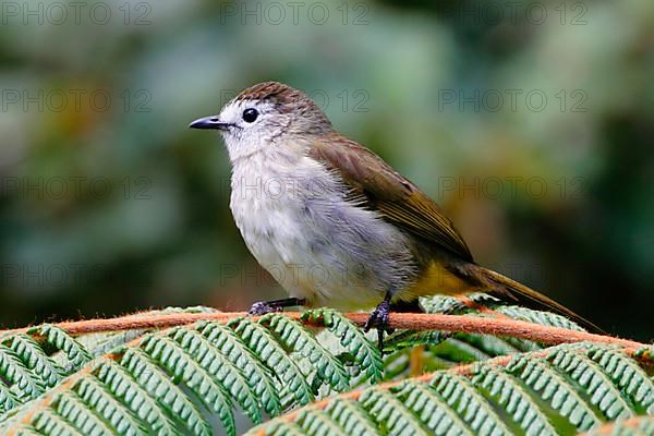 Pale-faced Bulbul