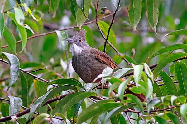 Ochraceous Bulbul