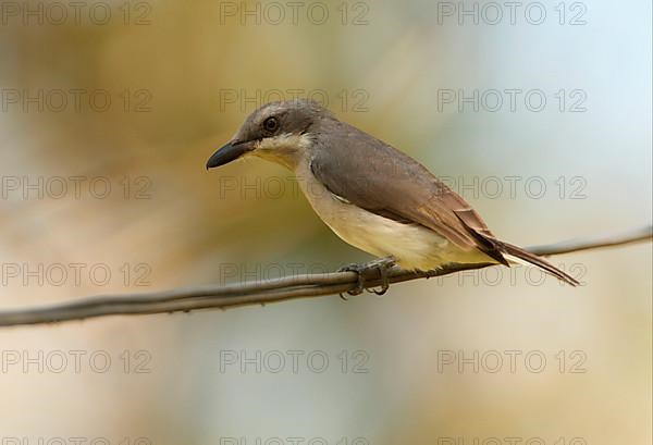 Bush Shrike