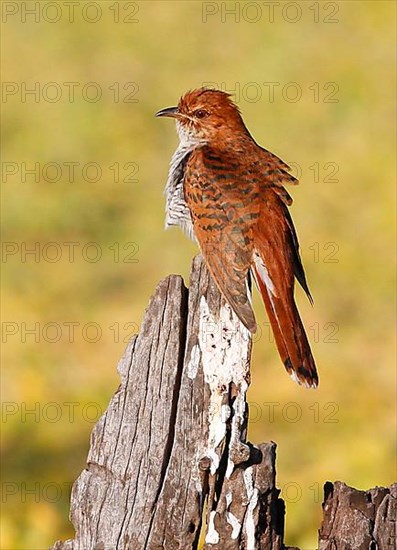 Grey-bellied Cuckoo