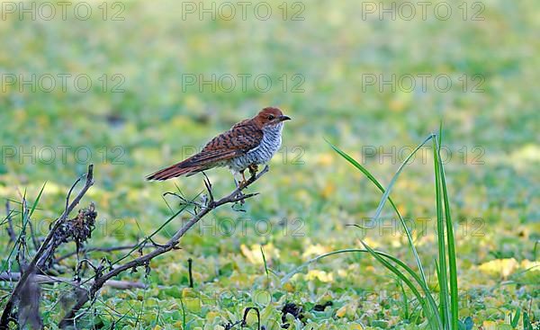 Grey-bellied Cuckoo