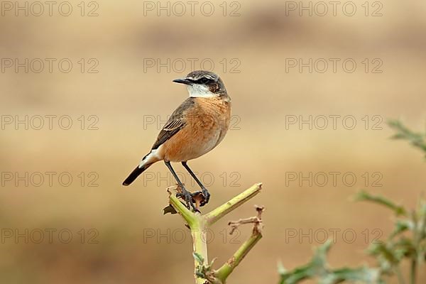 Red-breasted Wheatear