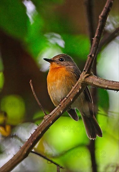 Niltava banyumas whitei