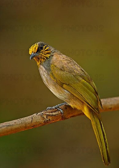 Striped-throated Bulbul