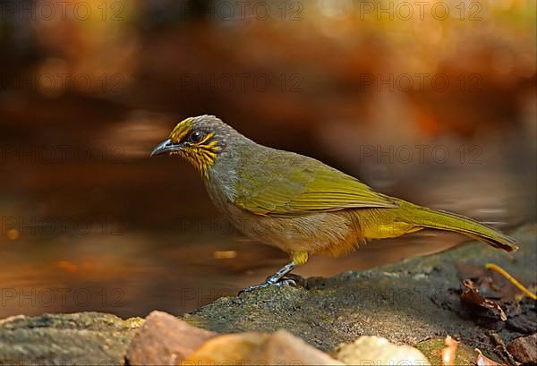 Adult Striped-throated Bulbul