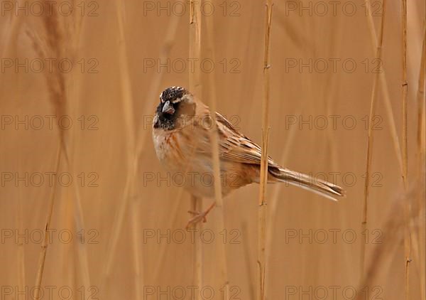 Japanese reed bunting