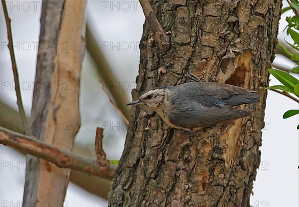 Snowy Nuthatch