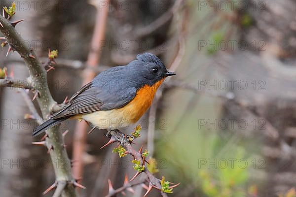 Slaty-backed Flycatcher