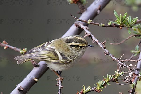 Sichuan Leaf-warbler