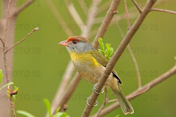 Rufous-browed Peppershrike