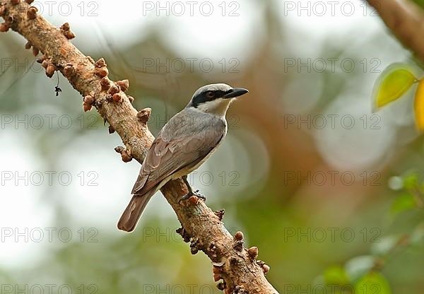 Bush Shrike