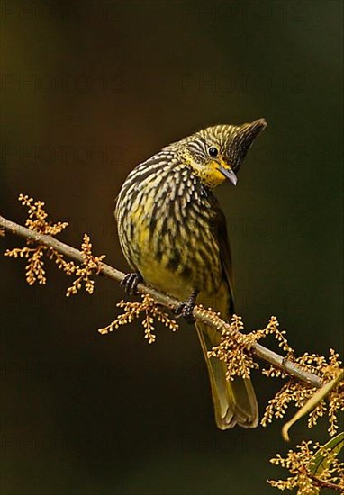 Striated Bulbul