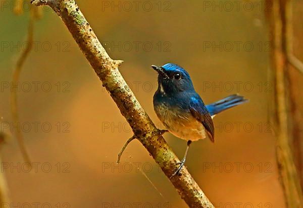 Hainan Blue-flycatcher