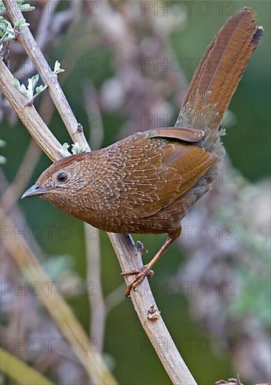 Bhutan Laughing Thrush