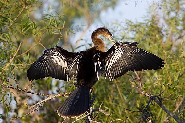 Anhingas