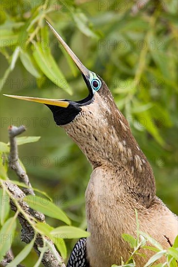 Anhingas