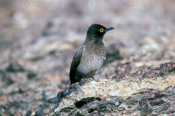 African red-eyed bulbul