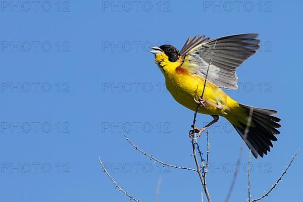 Black-capped Bunting