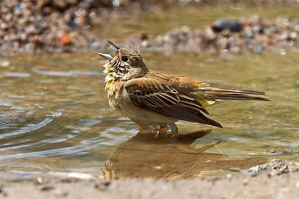 Black-capped Bunting