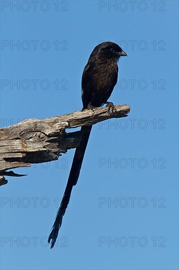 Magpie Shrike