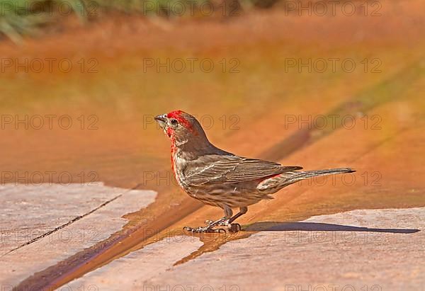 House Finch