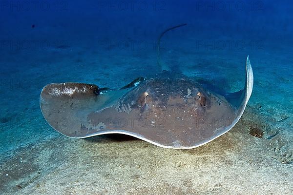 Atlantic Stingray