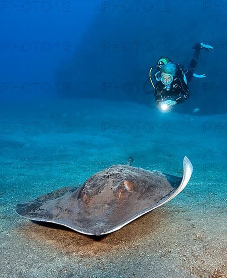 Atlantic Stingray