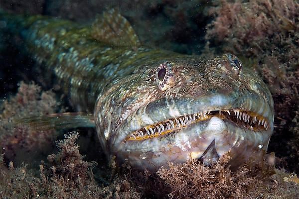 Atlantic lizardfish