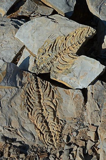 Mesosaurus tenuidens fossil